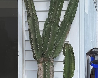 Árbol de leche africano — 2,7 m de altura — Maduro, sano, con plantita — SOLO RECOGIDA LOCAL (St. Charles, MO)