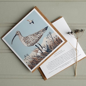 Biglietto d'auguri per chiurlo sulla guardia, vuoto, linoleografia, chiurlo, fauna selvatica, natura, uccello, carta artistica, uccello in via di estinzione, trampoliere, irlandese, natura, fauna selvatica del Regno Unito
