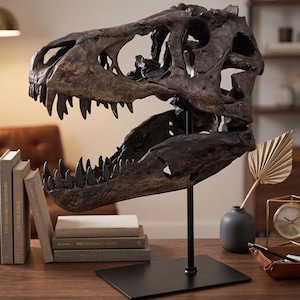Könnte beinhalten: Dunkelbraune Dinosaurierschädel-Replik mit scharfen Zähnen, montiert auf einem schwarzen Metallständer. Das dekorative Objekt steht auf einer Holzoberfläche.