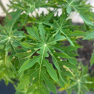 May include: Close-up of vibrant green papaya leaves with deeply lobed edges and prominent white veins. The leaves are clustered together, creating a lush, textured appearance. The image highlights the natural beauty and intricate details of the plant's foliage.