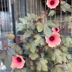 Cranberry Hibiscis African Rose Mallow Seeds