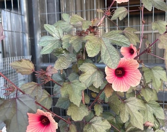 Cranberry Hibiscis African Rose Mallow Seeds