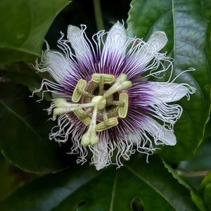 Passion Fruit Vine Seeds (from Passiflora edulis) (10 count seeds)