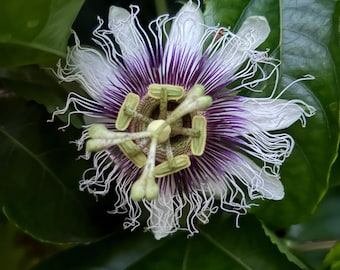Passion Fruit Vine Seeds (from Passiflora edulis) (10 count seeds)