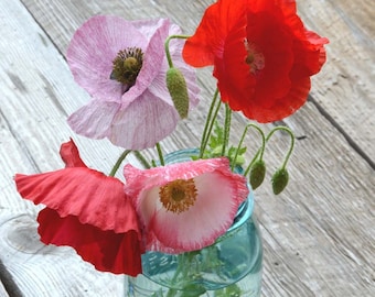 200 Seeds Shirley Poppies in Mixed Colors, Pollinator Garden Favorite