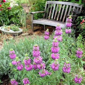 Lemon Bergamot Seeds, Monarda citrriodora, Great for Butterfly Gardens and Hummingbird Gardens