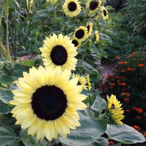 Valentine Sunflower Seeds: Pale Yellow Cut Flowers, Pollinator Garden