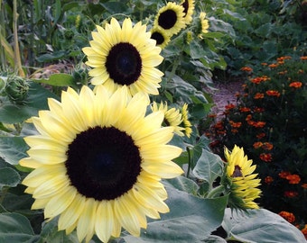 Valentine Sunflower Seeds, Yellow Sunflowers, Great for Cut Flowers and Pollinator Gardens