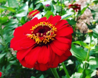 Benary's Giant Red Zinnia, 25 Seeds for Large Red Zinnias, Great for Cut Flower Gardens