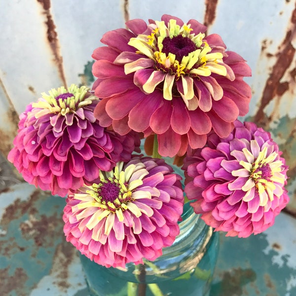 Queen Red Lime Zinnia, 20 Seeds Red Lime Zinnia, Great for Cut Flower Gardens and Butterfly Gardens