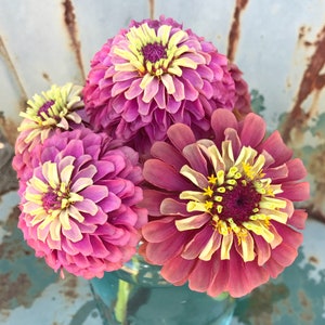 Queen Red Lime Zinnia, 20 Seeds Red Lime Zinnia, Great for Cut Flower Gardens and Butterfly Gardens 画像 4