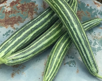 Armenian Striped Cucumber Seeds, Non GMO Cucumber Seeds