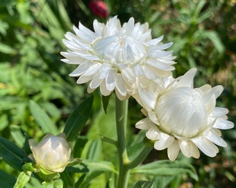 Vintage White Strawflower Seeds, White Flowering Strawflower, Everlasting Flowers- Great for Weddings and Fall Crafts
