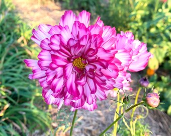 Double Click Bi Color Violet Cosmos, 25 Seeds Double Cosmos, Great for Cutting Gardens and Market Gardening