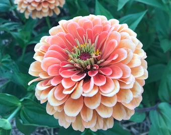 Salmon Rose Zinnia, 20 Seeds Benary's Giant Salmon Rose Zinnia for Cut Flowers