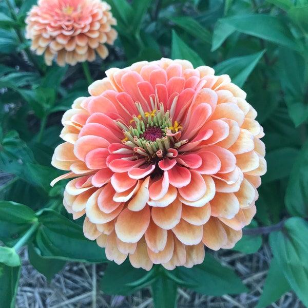 Salmon Rose Zinnia, 25 Seeds Benary's Giant Salmon Rose Zinnia for Cut Flowers