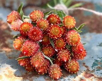 Orange Gomphrena Seeds, 25 Seeds Orange Globe Amaranth, Cut Flower Favorite