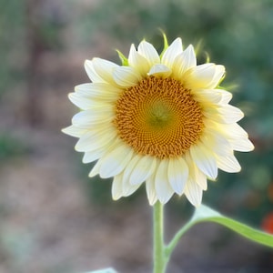 White Lite Sunflower, 20 Seeds Single Stem Pro White Sunflower, Pollenless Sunflowers, Great for Cut Flower Gardens