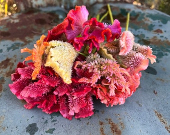 Bright Mix Celosia, 50 Celosia Seeds, Great for Cut Flower Gardens