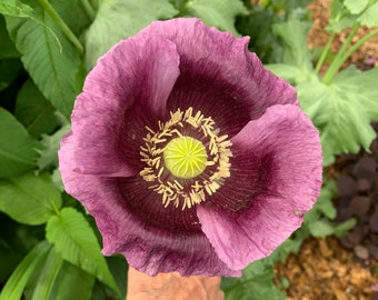 Hungarian Blue Poppy Seeds, Giant Poppy Blooms, Poppy Seeds from 2023 Crop