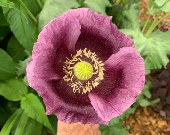Hungarian Blue Poppy Seeds, Giant Poppy Blooms, Poppy Seeds From 2021