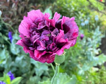 May include: A single dark purple poppy flower with ruffled petals blooms in a garden setting.