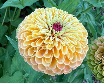 Queen Lemon Peach Zinnia, 15 Seeds Zinnia elegans, Great for Cut Flower Gardens