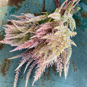Vintage Rose Plume Mix Celosia Seed, 50 Seeds for Mixed Texas Plume Celosia