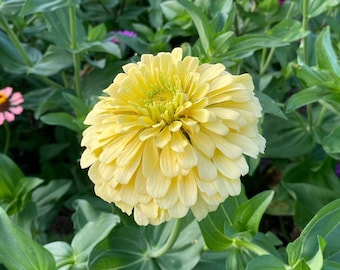 Isabellina Zinnia Seeds, 25 Seeds Pale Yellow Zinnia, Buttery Yellow Zinnia Seeds for Cut Flower Gardens and Market Gardening
