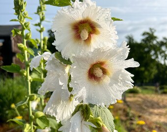 White Hollyhock Seeds, Antwerp Fig Leaf Hollyhock, Single Blooms- Great for Cottage Gardens