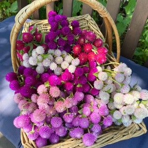 Audray Mix Gomphrena Seeds: 25+ Globe Amaranth Flower Seeds