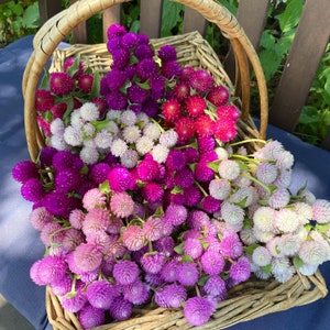 Audray Mix Gomphrena Seeds, 25 Mixed Colors Gomphrena, Great for Cut Flower Gardens and Dried Flowers