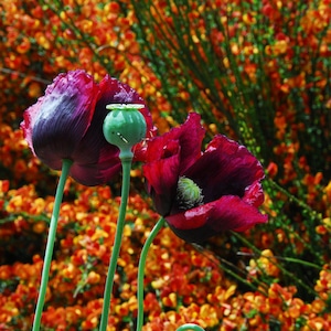 Mixed Poppy Seeds, Breadbox Poppies in Mixed Colors, Washed Papaver somniferum Seed image 2