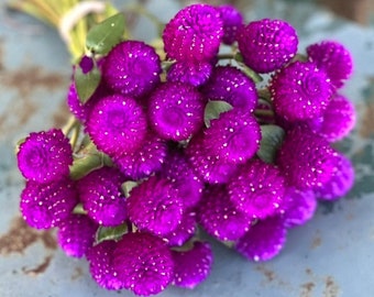 Audray Purple Red Gomphrena, 25 Dark Purple Globe Amaranth Seeds