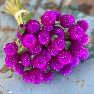 Audray Purple Red Gomphrena, 25 Dark Purple Globe Amaranth Seeds