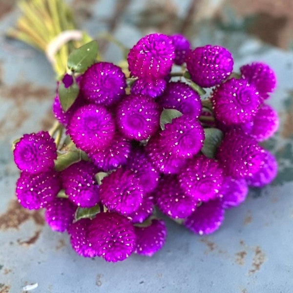 Audray Purple Red Gomphrena, 25 Dark Purple Globe Amaranth Seeds