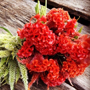 Peach Celosia Seeds, 50 Seeds Celosia argentea Cockscomb Celosia Great for Cut Flower Gardens and Dried Flowers