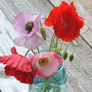 200 Seeds Shirley Poppies in Mixed Colors, Pollinator Garden Favorite