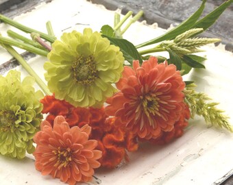 Coral Zinnia Seeds Large Dahlia Flowered Zinnia Heirloom Etsy