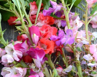 Mixed Balsam Impatiens Seed, Double Flowering Impatiens for Shade Gardens in Mixed Colors