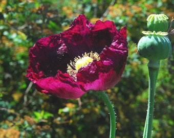 Lauren's Grape Poppy Seeds, 200 Seeds for Breadseed Poppy