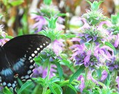 Bergamot Seeds, Lemon Mint Seed, Herb Garden Favorite, Lemon Bergamot for Butterfly Garden, Container Garden, Fragrant Garden Plant