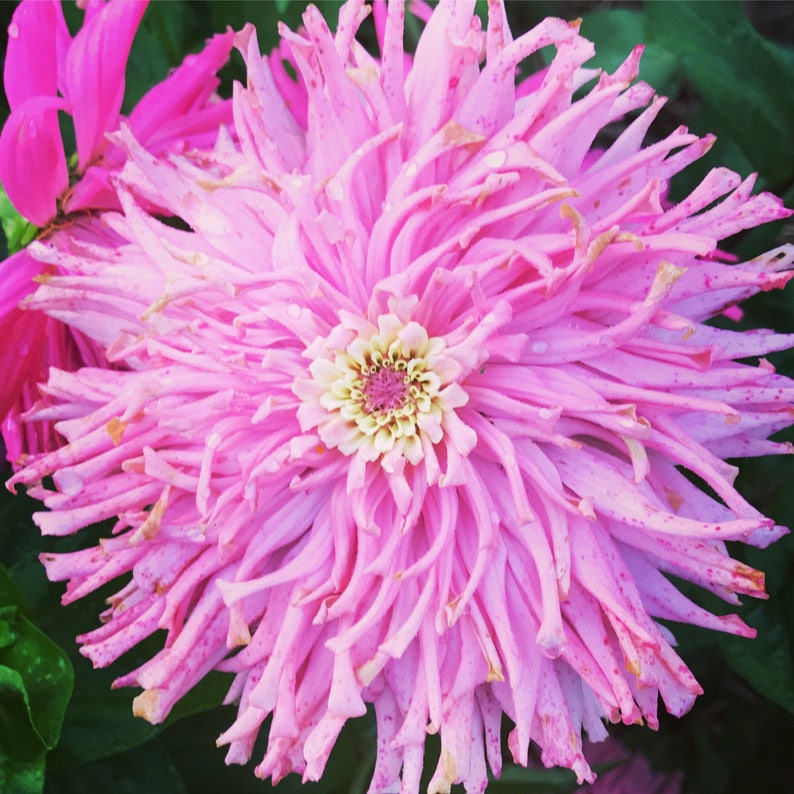 May include: A vibrant pink zinnia flower with a ruffled, spiky texture. The flower has a central yellow and white center with a pink ring around it.