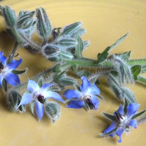 Borage Seeds, 25 Seeds for Borago officinalis, Great Herb Plant for Pollinator Gardens