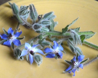 Borage Seeds, 25 Seeds for Borago officinalis, Great Herb Plant for Pollinator Gardens
