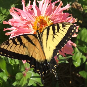 May include: A yellow and black swallowtail butterfly with its wings spread wide, perched on a pink zinnia flower.