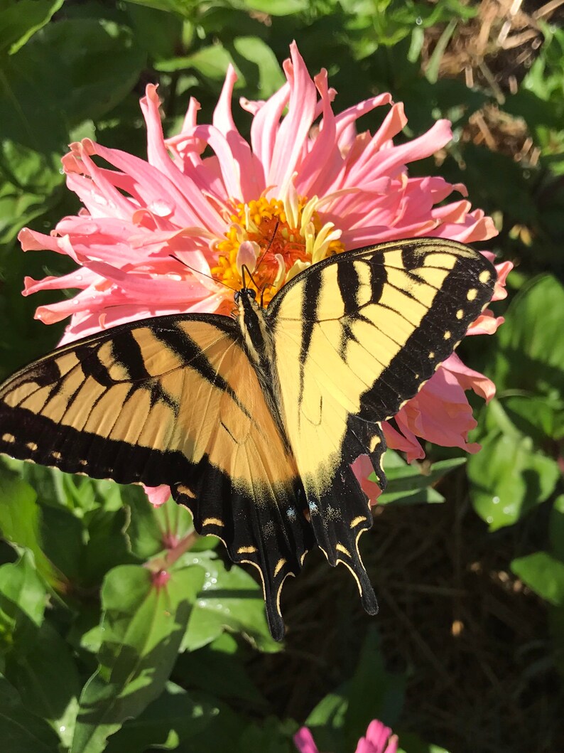 May include: A yellow and black swallowtail butterfly with its wings spread wide, perched on a pink zinnia flower.
