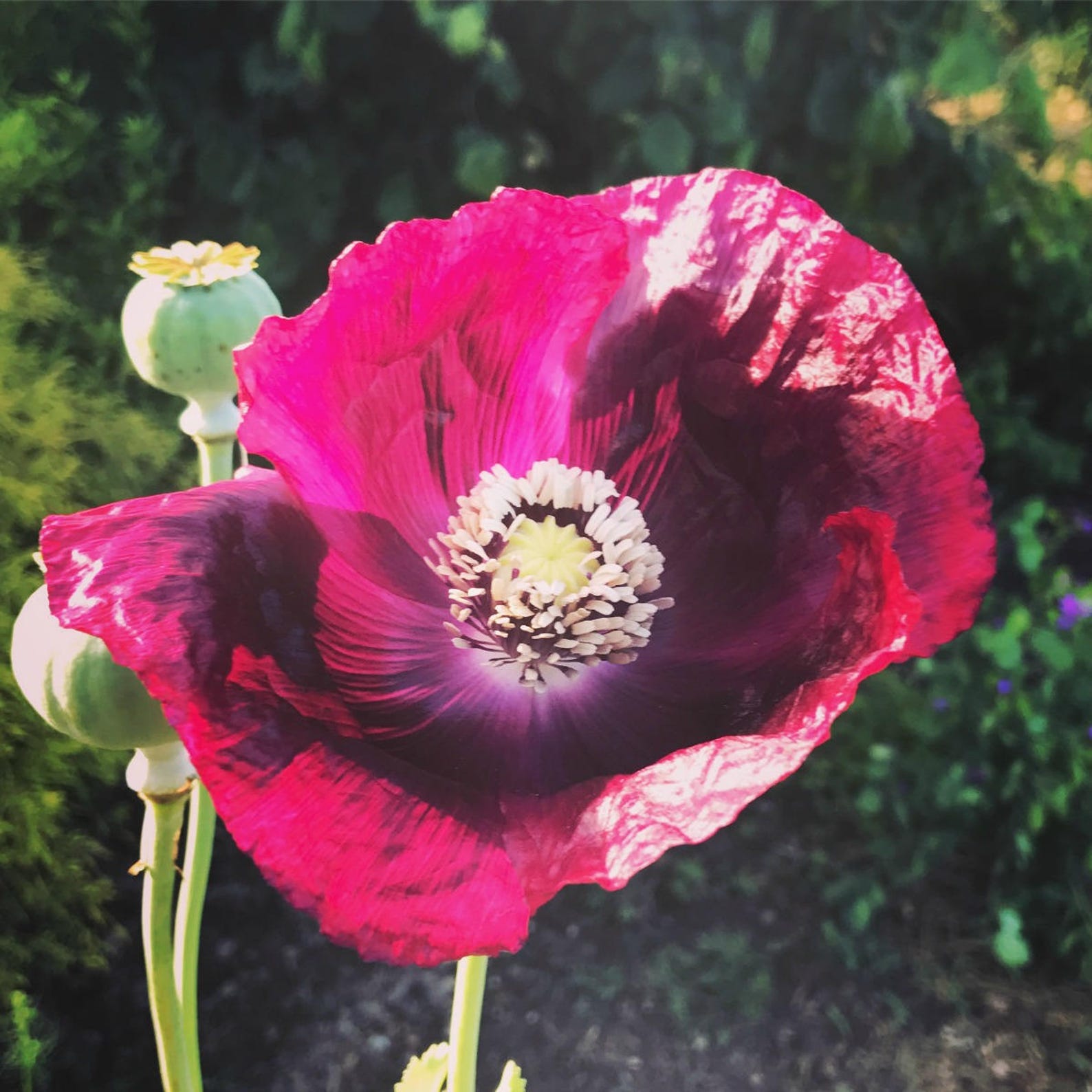 Lauren's Grape Poppy Seed Purple Poppies Papaver Etsy