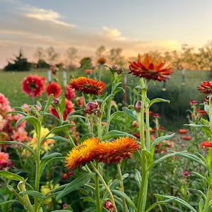 King Size Orange Strawflower Seeds, 45 Seeds Large Flower Helichrysum
