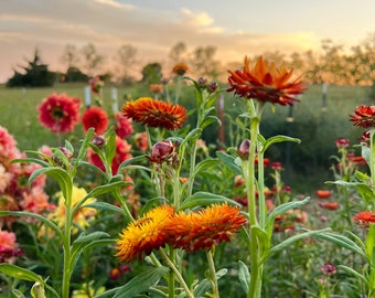 King Size Orange Strawflower Seeds, 45 Seeds Large Flower Helichrysum